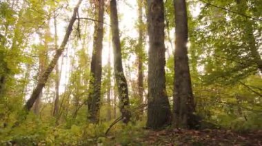 Gündüz vakti ağaçlarla kaplı bir orman.