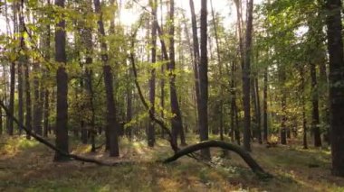 Gündüz vakti ağaçlarla kaplı bir orman.