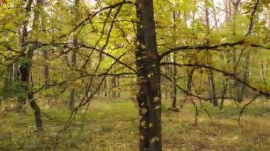 Gündüz vakti ağaçlarla kaplı bir orman.