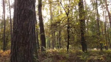 Gündüz vakti ağaçlarla kaplı bir orman.