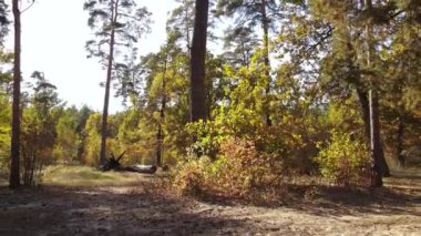 Gündüz vakti ağaçlarla kaplı bir orman.