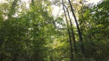 Gündüz vakti ağaçlarla kaplı bir orman.