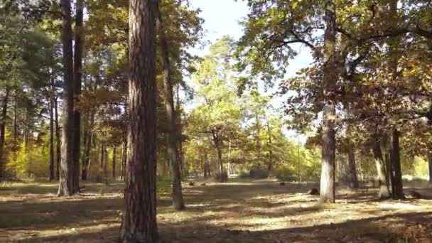Wald mit Bäumen im Herbst tagsüber — Stockvideo