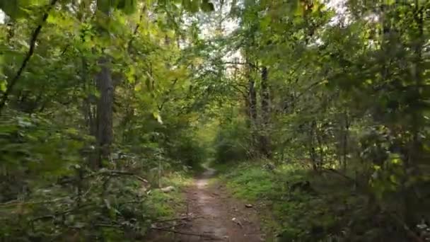 Erdő fákkal ősszel napközben — Stock videók