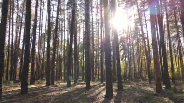 Forest with trees in the fall during the day — Stock Video