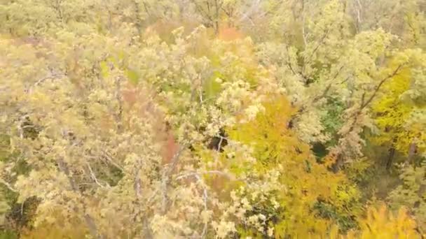 Erdő fákkal ősszel napközben — Stock videók