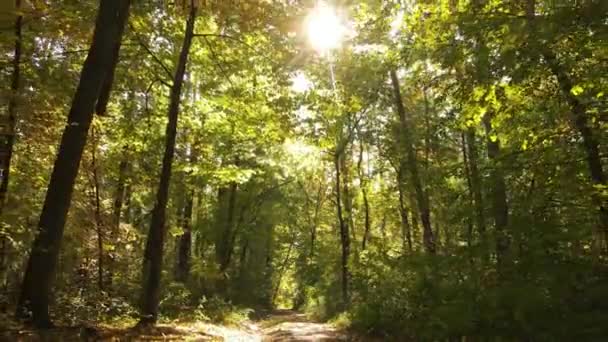 Δάσος με δέντρα κατά τη διάρκεια της ημέρας — Αρχείο Βίντεο