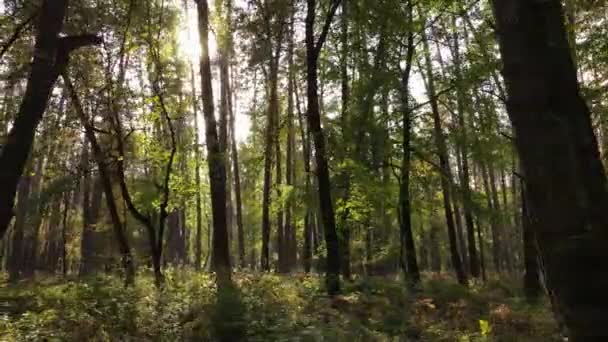 Bos met bomen in de herfst overdag — Stockvideo