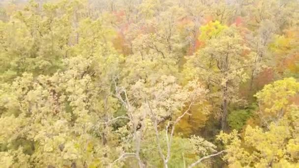 Лес с деревьями осенью в течение дня — стоковое видео