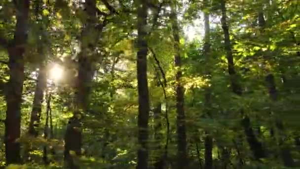 Forêt avec arbres en automne pendant la journée — Video