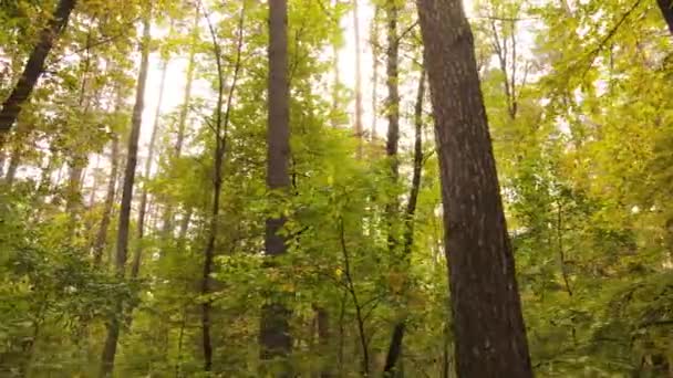 Floresta com árvores no outono durante o dia — Vídeo de Stock