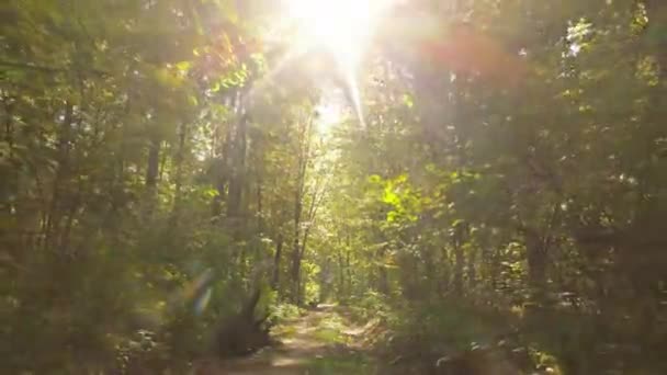 Bos met bomen in de herfst overdag — Stockvideo