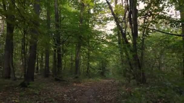 Ліс з деревами восени протягом дня — стокове відео