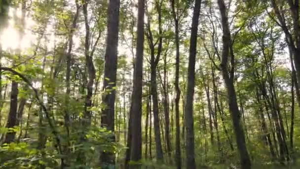 Foresta con alberi in autunno durante il giorno — Video Stock