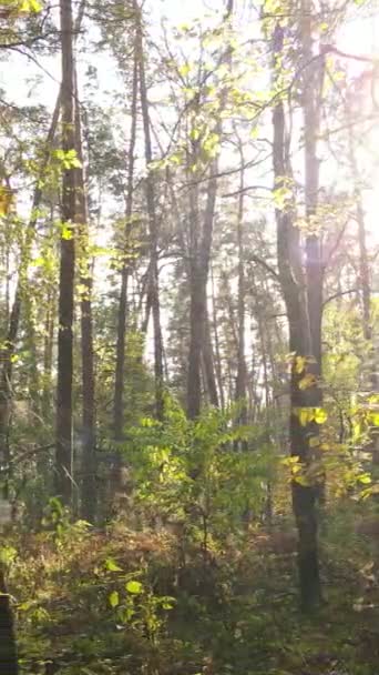 Vídeo vertical bosque otoñal con árboles durante el día, cámara lenta — Vídeo de stock