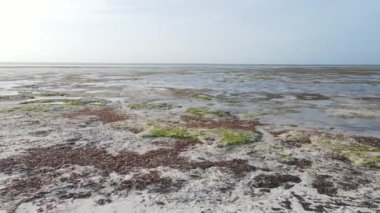 Tanzanya 'nın Zanzibar kıyısındaki okyanusta alçak gelgit manzarası