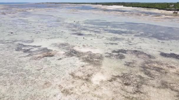 Letecký pohled na odliv v oceánu u pobřeží Zanzibaru, Tanzanie — Stock video