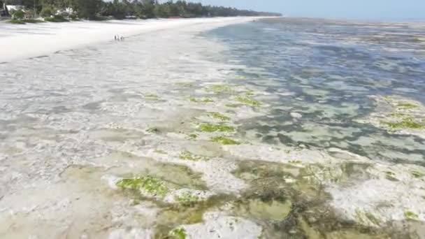 Zanzibar, Tanzania - lågvatten i havet nära stranden — Stockvideo