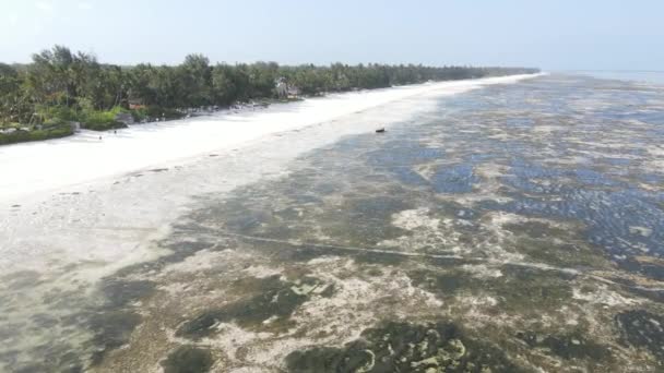 Zanzibar, Tanzânia - maré baixa no oceano perto da costa — Vídeo de Stock