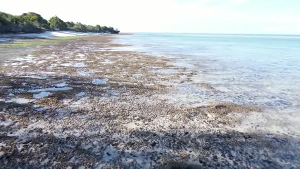Zanzibar, Tanzania - laagwater in de oceaan bij de kust — Stockvideo