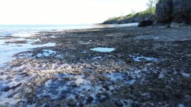 Zanzibar, Tanzanya - kıyıya yakın okyanusta gelgit