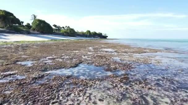Занзибар, Танзания - отлив в океане у берега — стоковое видео