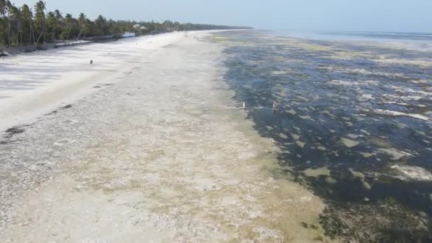 Zanzibar, Tanzania - low tide in the ocean near the shore — Stock Video