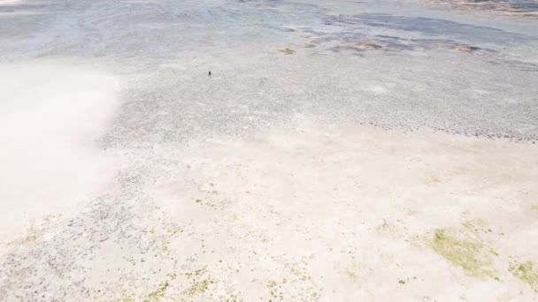 Zanzibar, Tanzania - laagwater in de oceaan bij de kust — Stockvideo