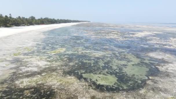 Marea baja en el océano cerca de la costa de la isla de Zanzíbar, Tanzania — Vídeos de Stock