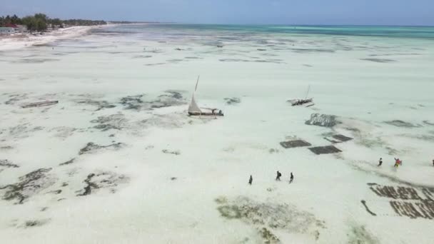 Bassa marea nell'oceano vicino alla costa dell'isola di Zanzibar, Tanzania — Video Stock