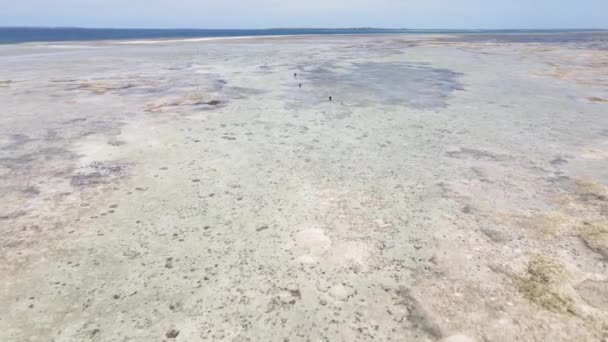 Nízký příliv v oceánu u pobřeží ostrova Zanzibar, Tanzanie — Stock video