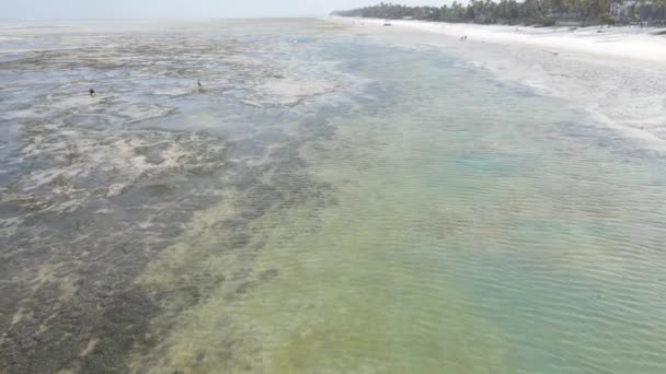 Marea baja del océano cerca de la costa de la isla de Zanzíbar, Tanzania — Vídeos de Stock