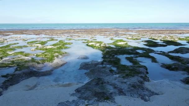 Marée basse près de la côte de l'île de Zanzibar, Tanzanie — Video