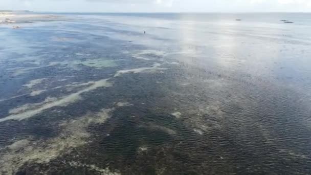 Marea baja del océano cerca de la costa de la isla de Zanzíbar, Tanzania — Vídeos de Stock