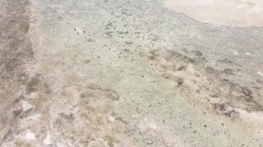 Tanzanya, Zanzibar adasının kıyısı sular çekildiğinde