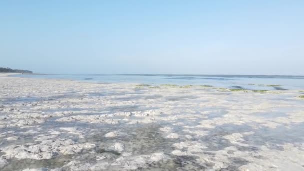 Côte de l'île de Zanzibar, Tanzanie à marée basse — Video