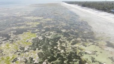 Tanzanya, Zanzibar adasının kıyısı sular çekildiğinde