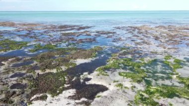 Tanzanya, Zanzibar adasının kıyısı sular çekildiğinde