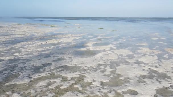 Tanzanya, Zanzibar adasının kıyısı sular çekildiğinde — Stok video