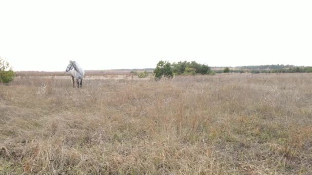 Лошадь в поле осенью, замедленная съемка — стоковое видео
