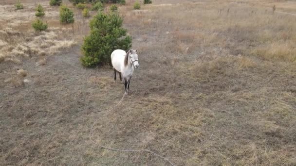 Cavalo saltando sobre um obstáculo, Ultra Câmera lenta, Banco de