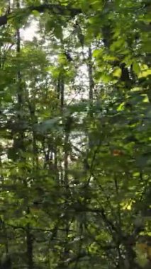Sonbaharda ağaçlarla çevrili dikey video ormanı
