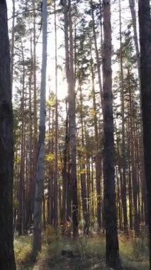 Sonbaharda ağaçlarla çevrili dikey video ormanı