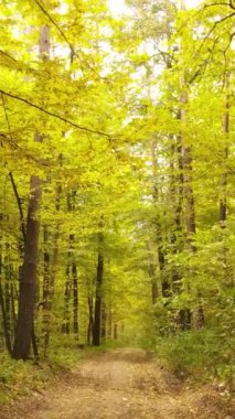 Sonbaharda ağaçlarla çevrili dikey video ormanı