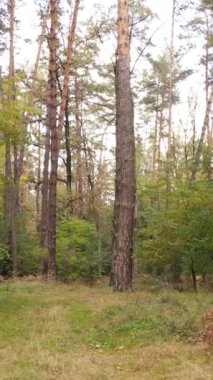 Sonbaharda ağaçlarla çevrili dikey video ormanı