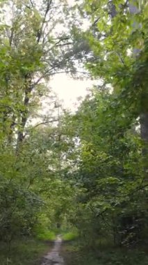 Sonbaharda ağaçlarla çevrili dikey video ormanı