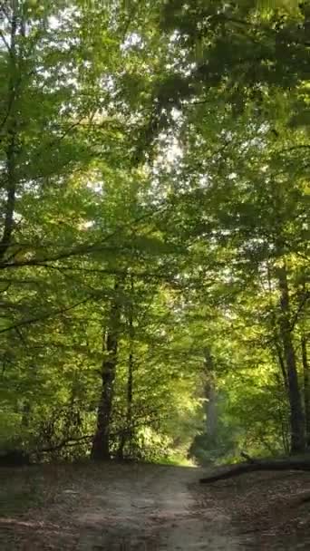 Verticaal video bos met bomen in de herfst — Stockvideo