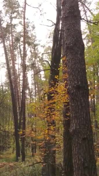 Vertikal videoskog med träd på hösten — Stockvideo