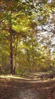 Sonbaharda ağaçlarla çevrili dikey video ormanı