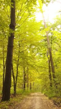 Sonbaharda ağaçlarla çevrili dikey video ormanı